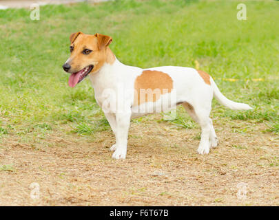 Eine kleine weiße und tan glatt beschichtet Jack Russell Terrier Hund zu Fuß auf dem Rasen, auf der Suche sehr zufrieden. Es ist bekannt für seine con Stockfoto