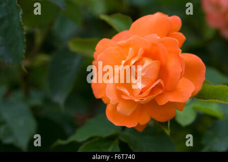 Rosa Super Trouper "Fryleyeca". Orange Rose. Stockfoto