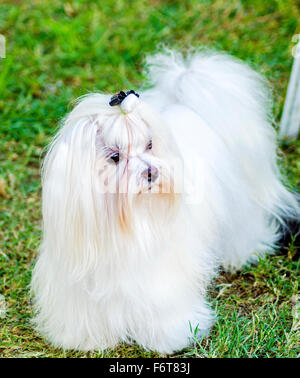 Blick auf eine kleine, zeigen junge und schöne Malteser Hund mit langen weißen Mantel stehen auf dem Rasen. Malteser haben seidiges Haar Stockfoto