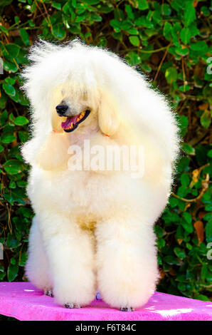 Eine Nahaufnahme von einem kleinen schön und liebenswert weißen Creme Zwergpudel Hund. Pudel sind außergewöhnlich intelligent in der Regel Equ Stockfoto