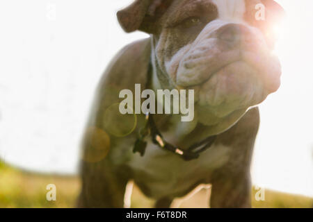 Nahaufnahme von Olde English Bulldogge Welpen Stockfoto