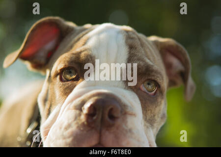 Nahaufnahme von Olde English Bulldogge Welpen Stockfoto