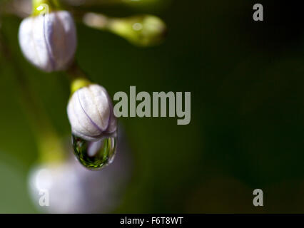 Regen Sie auf den Herbstblumen. Sanftem Regen wäscht über diese Herbstblumen Oberflächen schwer mit Wasser hinterlässt. Stockfoto