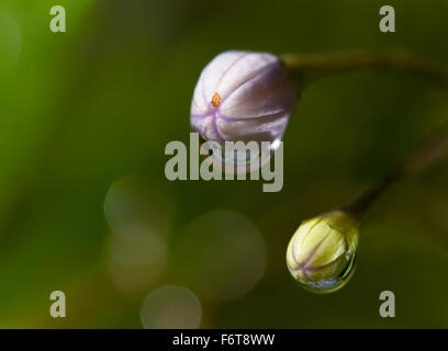 Regen Sie auf den Herbstblumen. Sanftem Regen wäscht über diese Herbstblumen Oberflächen schwer mit Wasser hinterlässt. Stockfoto