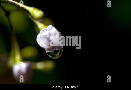 Regen Sie auf den Herbstblumen. Sanftem Regen wäscht über diese Herbstblumen Oberflächen schwer mit Wasser hinterlässt. Stockfoto