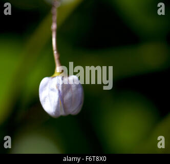 Eine Blume auf die Kartoffel-Rebe hat noch zu entfalten und sitzt in seiner Gebrechlichkeit vor dunkelgrünen Blättern. Stockfoto