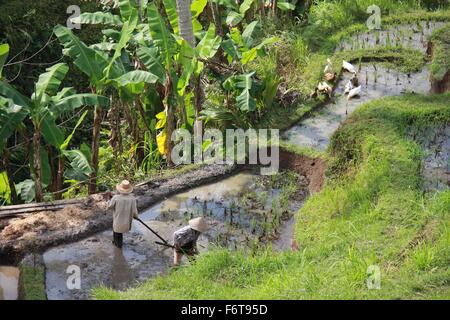 BALI, Indonesien - 7. Juli 2012: Menschen, die in einem Reisfeld in der Insel von Bali, Indonesien Stockfoto