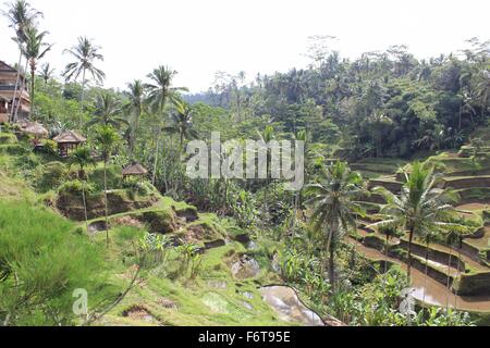 Traditionell geformte Reisfeld in Bali, Indonesien, Übersicht Stockfoto