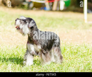Ein kleiner schwarz-silbernen Zwergschnauzer Hund auf dem Rasen stehen, suchen sehr glücklich. Es ist dafür bekannt, eine intelligente Stockfoto