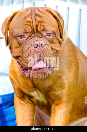 Eine Nahaufnahme von einem jungen, schönen, rötlich-braun, Mahagoni, Mastino Napoletano Hundesitting, charakteristisch für seine hängenden Falten Stockfoto