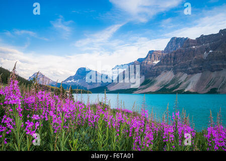 Weidenröschen Blumen, Bow Lake, Banff Alberta, Kanada Stockfoto