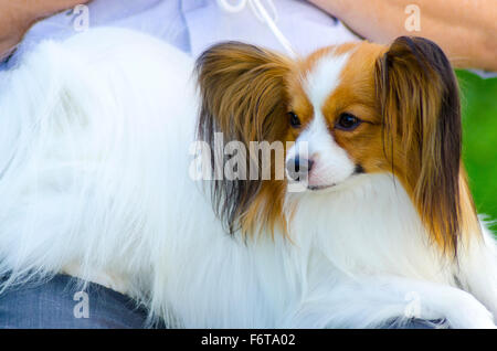 Ein kleiner weißer und roter Papillon Hund (aka kontinentaler Zwergspaniel) sitzt auf seinem Besitzer runden sehr freundlich und schön Stockfoto