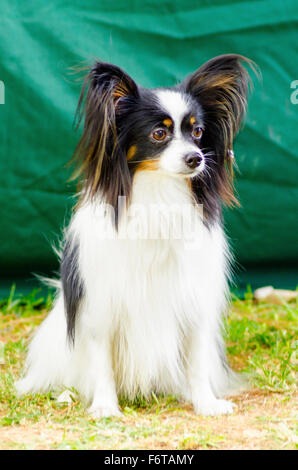 Einen kleinen schwarzen, weißen und roten Papillon Hund (aka kontinentaler Zwergspaniel) sitzen auf dem Rasen sehr freundlich und schön Stockfoto