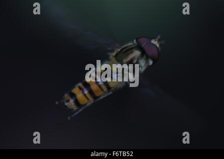 Männliche Marmelade Hoverfly im Flug Stockfoto