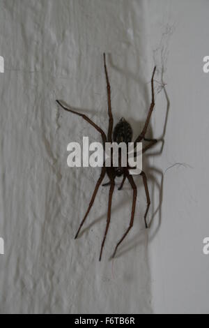 Riesen Haus Spinne auf Mauer in Deutschland Stockfoto