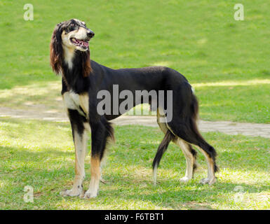 Ein seitlicher Blick auf eine gesunde schöne Melierung, schwarz und Tan, Saluki stehend auf dem Rasen suchen glücklich und fröhlich. Persische Greyh Stockfoto