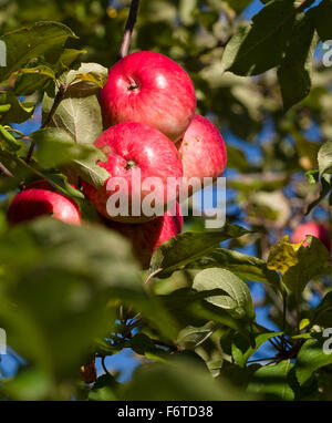 Reife rote Äpfel, mit ein wenig Schorf. Eine Gruppe von roten Äpfeln auf einer verlassenen Obstgarten-Baum mit ein wenig Krankheit zeigt. Stockfoto