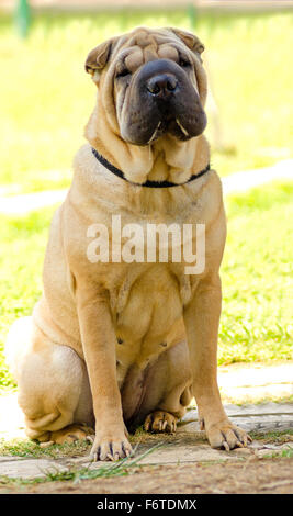 Eine schöne, junge rote Kitz chinesische Shar-Pei Hund sitzen auf dem Rasen, charakteristisch für seine tiefe Falten und Considerd zu einem ve Stockfoto