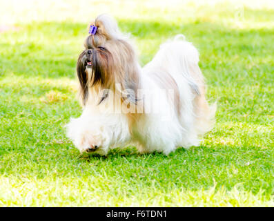 Ein kleiner Junge leichte braune, schwarze und weiße Tan Shih Tzu Hund mit einem langen, seidigen Fell und geflochtenen Kopf Mantel laufen auf dem Rasen. Stockfoto