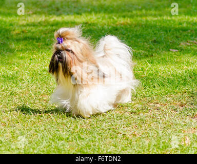 Ein kleiner Junge leichte braune, schwarze und weiße Tan Shih Tzu Hund mit einem langen, seidigen Fell und geflochtenen Kopf Mantel laufen auf dem Rasen. Stockfoto