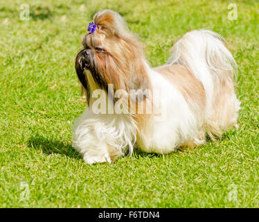 Ein kleiner Junge leichte braune, schwarze und weiße Tan Shih Tzu Hund mit einem langen, seidigen Fell und geflochtenen Kopf Mantel laufen auf dem Rasen. Stockfoto