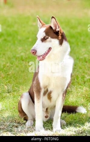 Eine junge Beautifu Kupfer rote und weiße Siberian Husky Hund sitzen auf dem Rasen, bekannt für ihre erstaunliche Ausdauer und die Bereitschaft Stockfoto