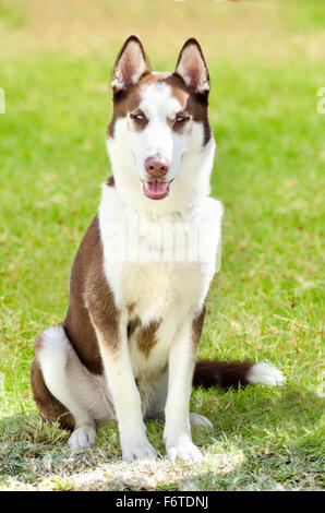 Eine junge Beautifu Kupfer rote und weiße Siberian Husky Hund sitzen auf dem Rasen, bekannt für ihre erstaunliche Ausdauer und die Bereitschaft Stockfoto