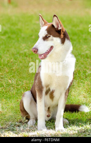 Eine junge Beautifu Kupfer rote und weiße Siberian Husky Hund sitzen auf dem Rasen, bekannt für ihre erstaunliche Ausdauer und die Bereitschaft Stockfoto