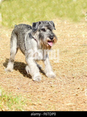 Ein Junge mit Salz und Pfeffer grau Standard Schnauzer Hund stehend auf dem Rasen, auf der Suche nach sehr zufrieden. Es ist dafür bekannt, eine intelli Stockfoto