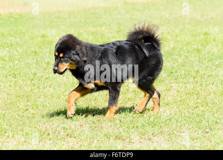 Ein jung, schön, schwarz und braun - gold Tibet-Dogge Welpen Hund zu Fuß auf dem Rasen. Khyi Hunde als Courag bekannt sind Stockfoto