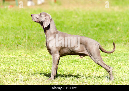 Eine junge, schöne, Silber blau graue Weimaraner Hund stehend auf dem Rasen mit keine kupierte Rute. Grey Ghost ist ein Jagdgewehr tun Stockfoto