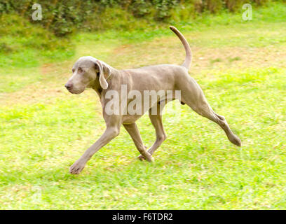 Eine junge, schöne, Silber blau graue Weimaraner-Hund läuft auf dem Rasen mit keine kupierte Rute. Grey Ghost ist ein Jagdhund-gun Stockfoto