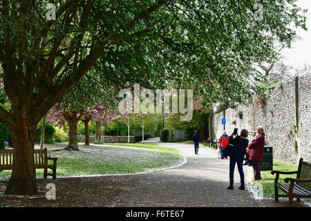 Riverwalk, Fluss Itchen in der Stadt Winchester. Hampshire. England. Vereinigtes Königreich Stockfoto