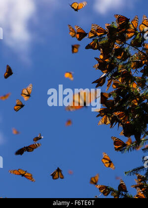 Monarchfalter auf Ast im blauen Himmelshintergrund, Michoacan, Mexiko Stockfoto