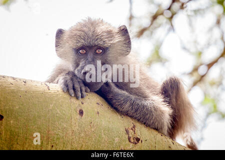 Vervet Affen auf Ast sitzen und auf der Suche, Lake Manyara National Park, Tansania, Ostafrika Stockfoto