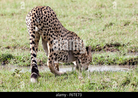 Gepard Trinkwasser in Serengeti Nationalpark, Tansania, Ostafrika Stockfoto