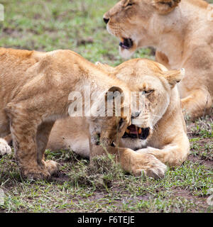 Löwin und Cub reiben Köpfe, Serengeti, Tansania, Afrika Stockfoto