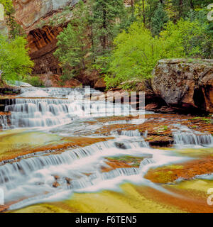 Erzengel-Kaskaden auf linke Gabel North Creek im Zion Nationalpark, utah Stockfoto