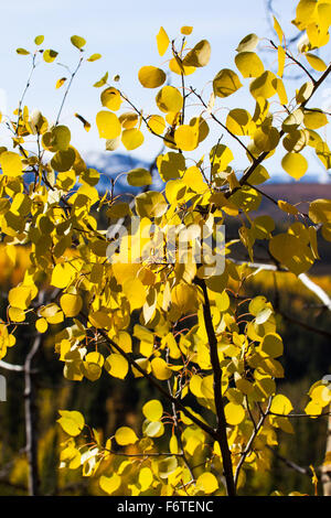Yellow Birch Blatt am blauen Himmelshintergrund im Denali-Nationalpark, Alaska Stockfoto