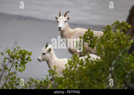 Bergziege auf dem Hügel (Oreamnos Americanus) Seward Highway, Alaska Stockfoto