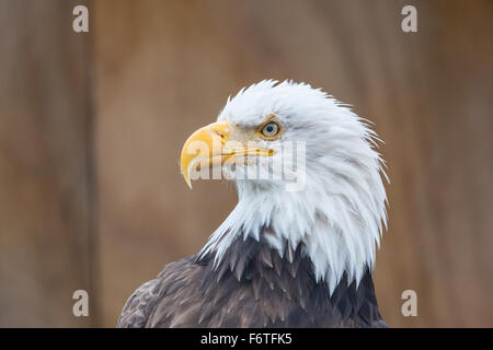 Porträt der Weißkopf-Seeadler (lat. Haliaeetus Leucocephalus), Alaska, Stockfoto