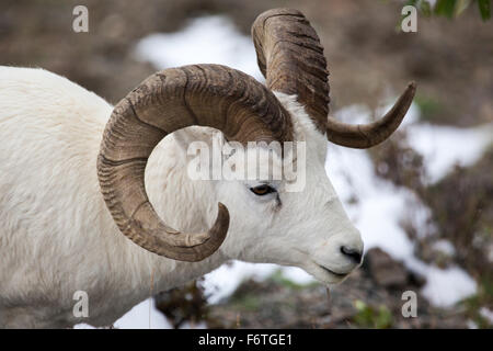 Dall Schafe Ram (Ovis Dalli) im Denali-Nationalpark, Alaska Stockfoto