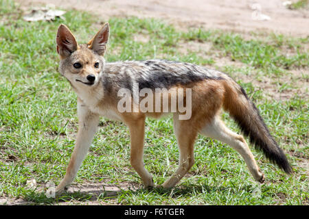 Porträt von Black-backed Jackal (Canis Mesomelas), Masai Mara National Reserve, Kenia, Afrika. Stockfoto