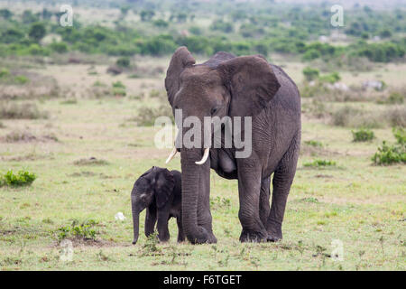 Afrikanische Elefantenbaby mit seiner Mutter, Masai Mara, Kenia, Stockfoto