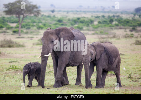 Zwei baby-afrikanische Elefanten mit Mutter, Masai Mara, Kenia, Stockfoto