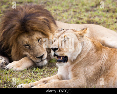 Männliche und weibliche Löwen paar schläft auf dem grünen Rasen, Masai Mara Reserve, Kenia, Afrika Stockfoto