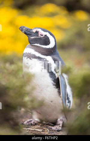 Magellan-Pinguin (Spheniscus Magellanicus) von Yellowflowering Bush. Gypsy Cove, Falkland-Inseln. Stockfoto