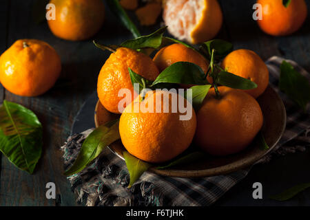 Rohe organische Satsuma Orangen mit grünen Blättern Stockfoto