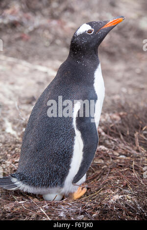 Gentoo Penguins (Pygoscelis Papua) am Nest mit Ei. Falkland-Inseln. Stockfoto