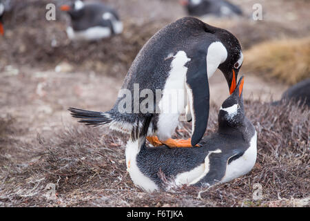 Gentoo Penguins (Pygoscelis Papua) Paarung. Falkland-Inseln. Stockfoto